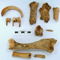 photo of pig bones found at the farm
