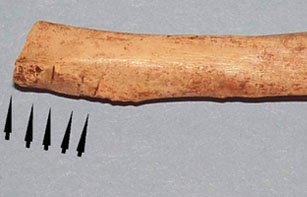 photo of a rabbit bone found on the farm, black arrows point to cut marks on the chicken and rabbit bones