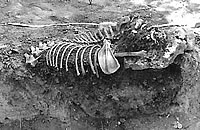 Skeleton of a dog, perhaps buried by members of the Rubin Hancock family, found during TxDOT investigations of the farmstead.