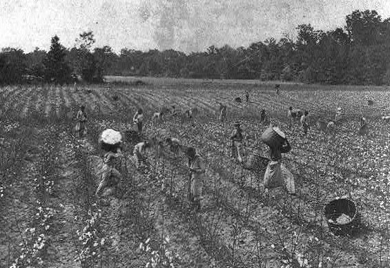 black and white photo of Black cottonpickers across field