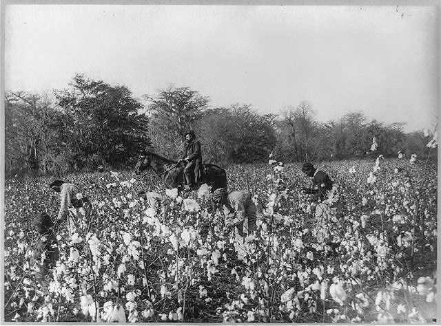 Black and white photograph of a Euro-American man on horse overseeing African American people picking cotton.