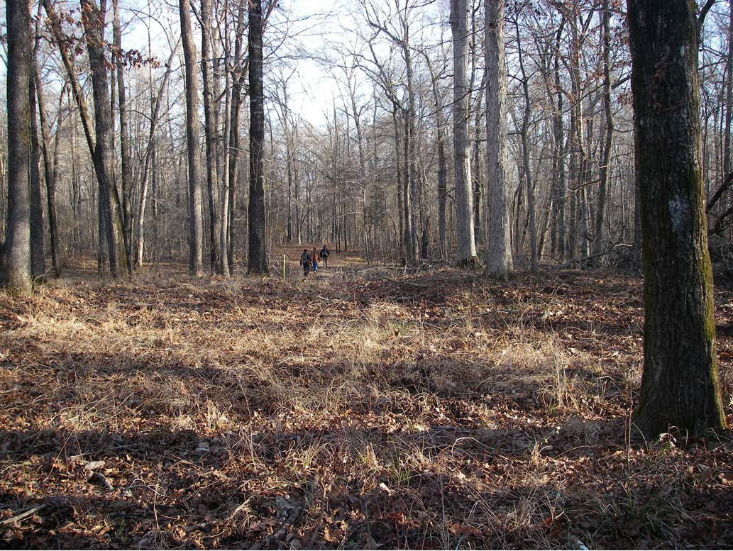 color photo of linear grassy opening within woods lacking leaves