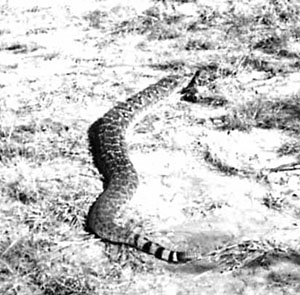 photograph of a snake