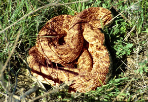 photo of a rattlesnake