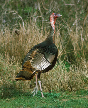 photo of a turkey hen