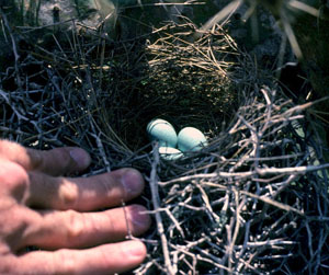 photo of a bird's nest