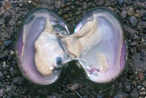 photo of a freshwater clam