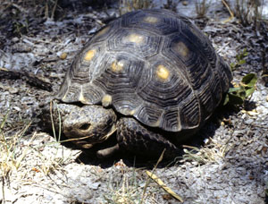photo of a land tortoise