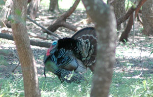 photo of a male turkey