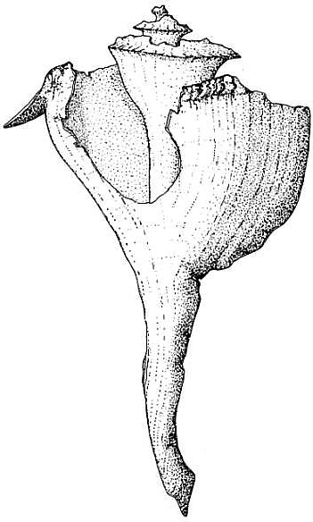 Conch