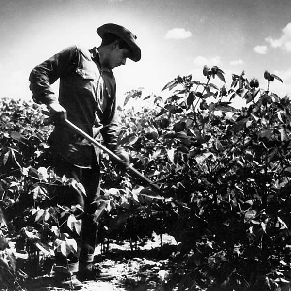 black and white photo of a young man in a brimmed hat holding a long tool in a cotton field