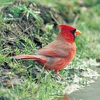 Texas Cardinal