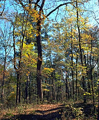 woods near Caddo Lake