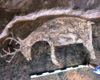photo of the pictograph of a deer on the ceiling of Deer Shelter