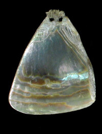 photo of Abalone from the Pacific