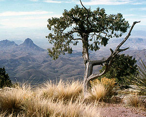 photo of a Piñon pine