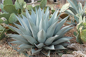 photo of agave