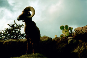 photo of a desert bighorn sheep