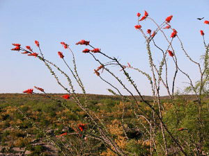 photo of scarlet ocotillo flowers.