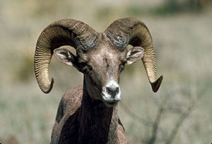 photo of a desert bighorn sheep