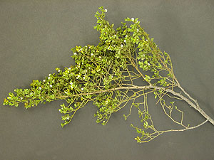 photo of a Creosote branch