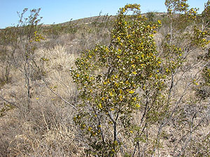 photo of a Creosote bush