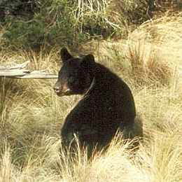 Photo of bear