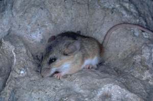 photo of a rat