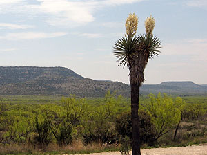 photo of soap-tree yucca