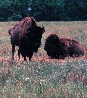 bison-quigg