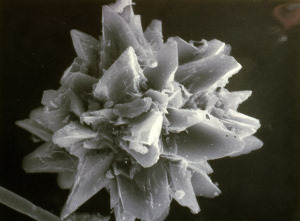 pricklypear-phytolith-tamu-archives