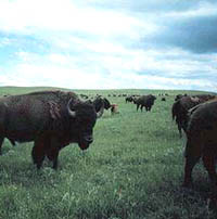 photo of bison herd