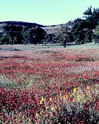 photo of field of flowers