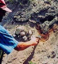 photo of archeologist Byrd using a trowel to expose the pithouse's hearth
