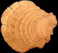 photo of cut juniper wood