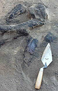 photo of burned branches in the process of being excavated