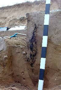 Photo of wall post burned into the ground, but the charring did not continue all the way. The pointed soil discoloration below the charred section shows the shape and extent of the original sharpened post. 