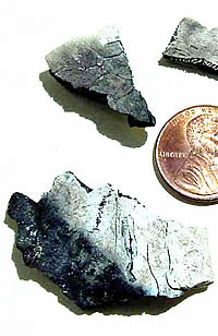 close up photo of burned turtle shell fragments