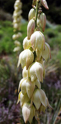 close-up photo of yucca flowers