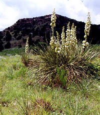 photo of yucca plants