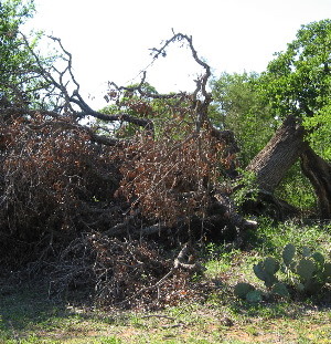 fallen-tree-swd