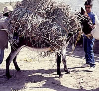 photo of a loaded burro