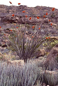 photo of ocotillo plant